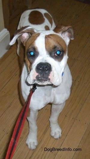 The front right side of a white with brown Boxer that is standing on a hardwood floor and it is looking forward.