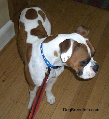 A white with brown Boxer that is standing on a hardwood floor and it is looking tot eh right.