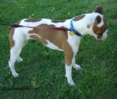 The right side of a white with brown Boxer that is standing outside and it is looking down at the grass, in front of it.