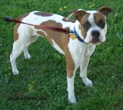 The front right side of a white with brown Boxer that is standing outside across a grass surface and it is looking forward.