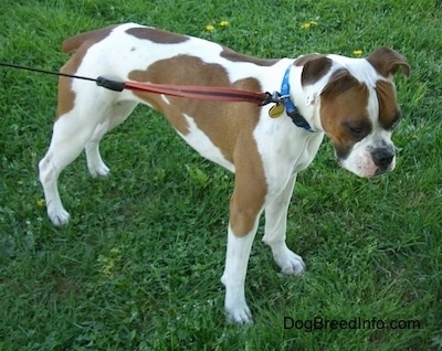 The front right side of a white with brown Boxer that is standing across a yard.