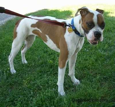 The front right side of a white with brown Boxer standing that is standing in grass with its mouth open and it is looking forward.
