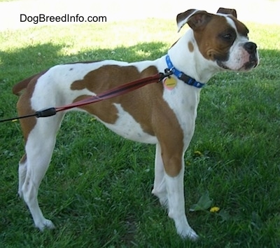 The right side of a white with brown Boxer that is looking to the right and it is standing outside in a field.