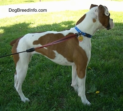 The right side of a white with brown Boxer that is standing outside and it is looking behind it.
