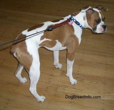 The back right side of white with brown Boxer that is standing across a hardwood floor and it is looking to the right.