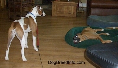 The back right side of a white with brown Boxer that is standing and looking at a brown boxer that is laying on a green dog bed.