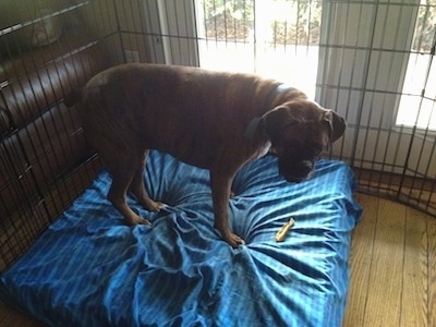 Bruno the Boxer standing on a dog bed with a bully stick on the bed