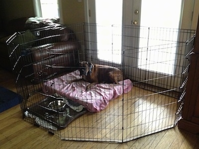 Bruno the Boxer laying on a dog bed inside of an X-Pen with a water bowl in front of him