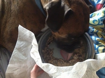 Bruno the Boxer laying on his side eating out of a dog bowl