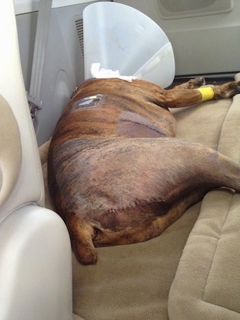 Bruno the Boxer laying on dog beds in the back of a van wearing a dog cone