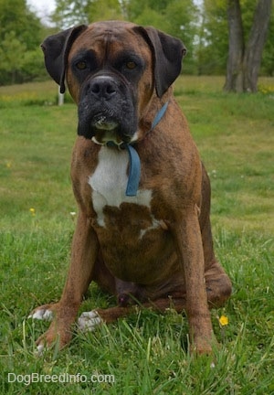 Bruno the Boxer sitting outside