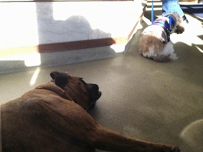 Bruno the Boxer laying on the floor of an oncologist office