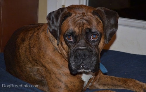 Bruno the Boxer laying on a dog pillow