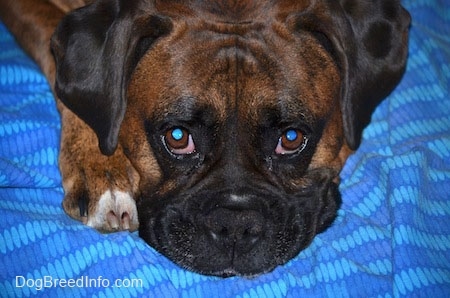 Bruno the Boxer laying on a blanket