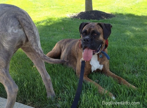 Bruno the Boxer laying in a field with his mouth open and tongue out. With Spencer the Pitbull Terriers back side in the foreground