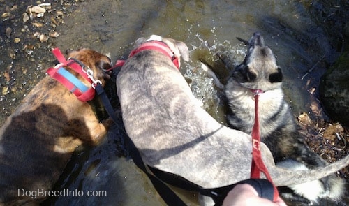 Bruno the Boxer, Spencer the Pitbull Terrier and Tia the Norwegian Elkhound in a creek