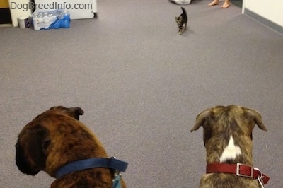 Bruno the Boxer and Spencer the Pit Bull Terrier sitting in an office and a kitten is walking towards them