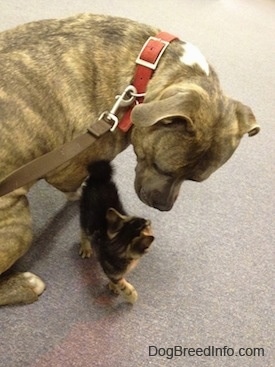 Spencer the Pitbull Terrier looking at Banjo the kitten