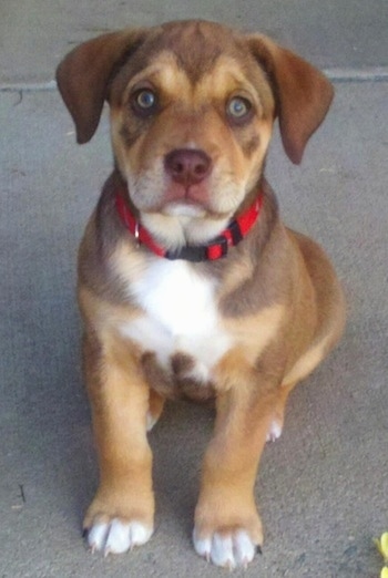 A chocolate and tan with white Bull-Aussie puppy is sitting on a sidewalk and it is looking forward.