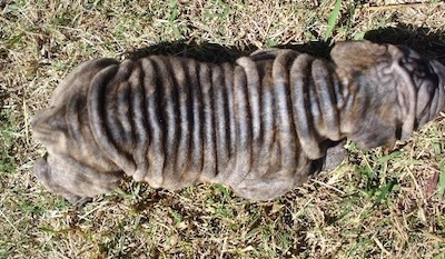 top down view of Yazmin the Bull-Pei puppies wrinkled back