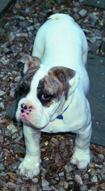 Topdown view of a white with brown Bulldog puppy that is standing on a stone paver, it is head is tilted to the left, but it is looking forward.