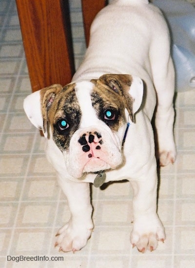 A white with brown Bulldog puppy is standing on a tiled kitchen floor under a table, its head is slightly tilted to the left and it is looking forward.