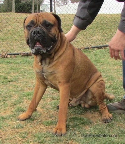Capo the Bullmastiff sitting in a lawn in front of a chain link fence with its mouth open and a person leaning over and touching his back