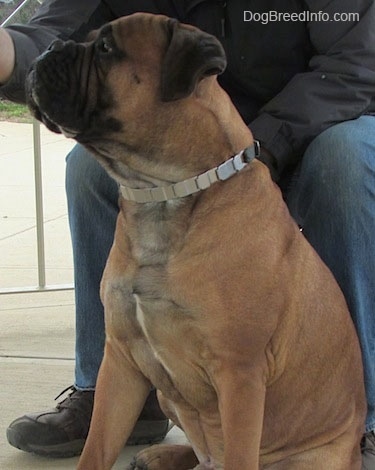Capo the Bullmastiff sitting in front of a person looking to the left