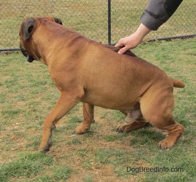Capo the Bullmastiff getting up to walk around the yard with a person trying to stop him