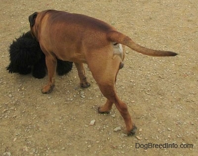 Capo the Bullmastiff smelling a toy dog