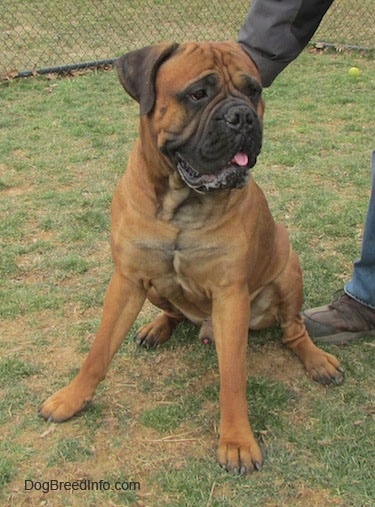Capo the Bullmastiff sitting in a lawn in front of a chain link fence with its mouth open looking into the distance with a person touching his back