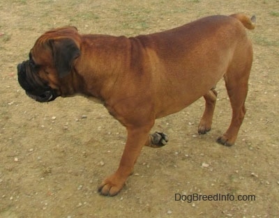 Capo the Bullmastiff walking across the dirt ground looking to the left