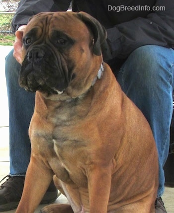 Capo the Bullmastiff sitting in front of a person
