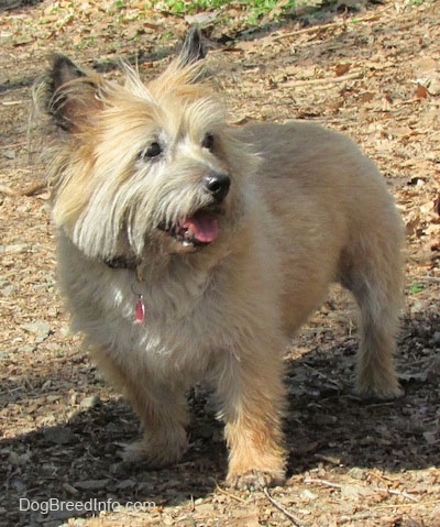 Anabelle the Cairn Terrier is standing outside in leaves and looking to the right