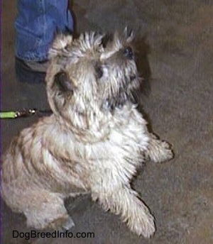 Cairn Terrier is sitting with his front paws up off of the ground in a begging pose on a cement floor and looking to the right
