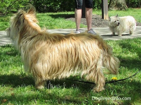 Right Profile - Charlotte the Cairn Terrier is standing in grass and looking to the right of its body