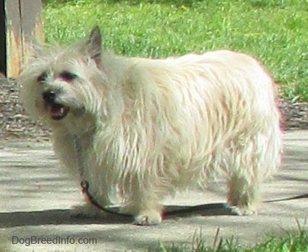 Fannie Mae the Cairn Terrier is standing on a sidewalk and looking to the left with her mouth open