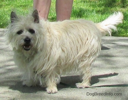 Fannie Mae the Cairn Terrier is standing on a sidewalk with a person standing behind her