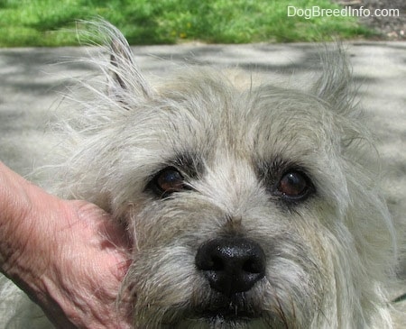 Close Up head shot - Fannie Mae the Cairn Terrier is being pet by a person