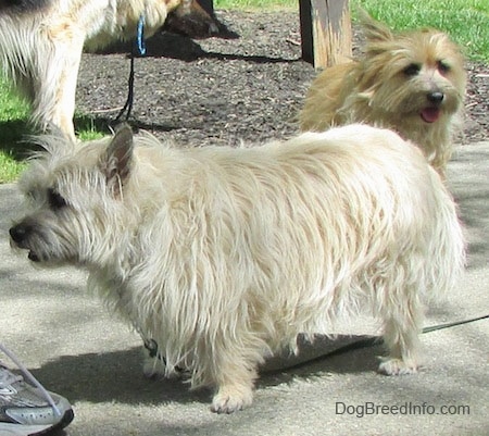 Fannie Mae the Cairn Terrier is standing on a sidewalk in front of a person and there is another Cairn Terrier and a Shepherd behind her