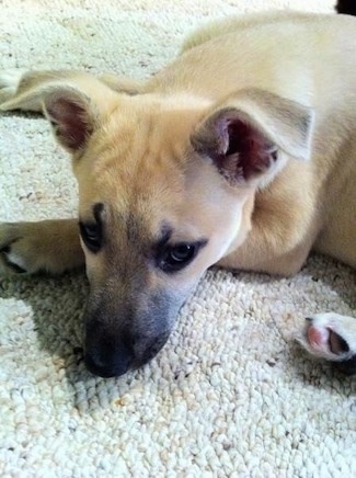 Close Up - Sage the Carolina Dog as a puppy is laying on a rug