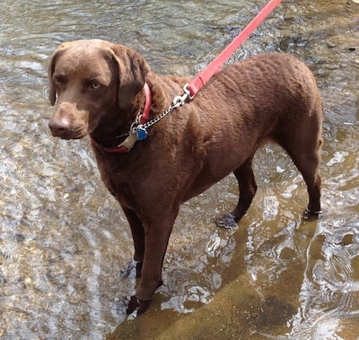 Ginger the Chesapeake Bay Retriever at about 4 years old. 