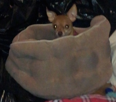 Lady Gaga the Chihuahua is laying in a tan dog bed. It is looking up and peeking over the side of the bed