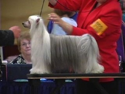 A Chinese Crested Powderpuff is being posed on a show dog table. The handler is wearing a red blazer and a person is behind it watching the dog be judged