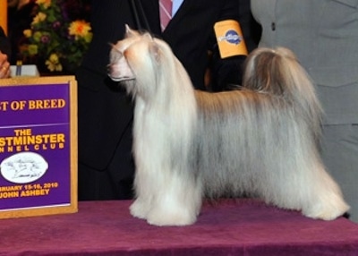 A Chinese Crested Powderpuff is posing on a show dog table and there is a person in a black suit with a badge that has - Pedigree - on it.