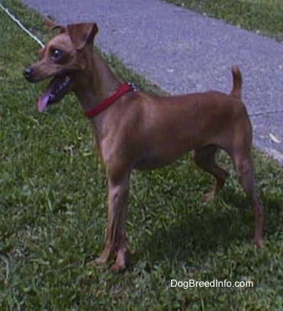 Chipin standing outside in grass with a red collar and looking to the left