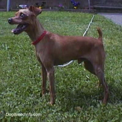 Right Profile - Chipin is standing on grass outside and looking to the left