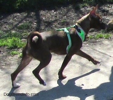 Hershey the Chipin wearing a bright green harness and walking up a sidewalk