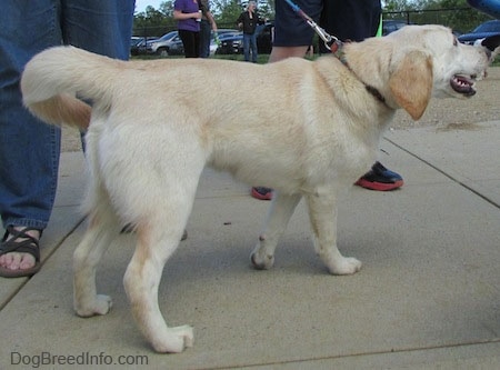 The back right side of a tan with white Cockapoo/Labrador Retriever mix that is walking across a concrete surface pulling forward on a leash.