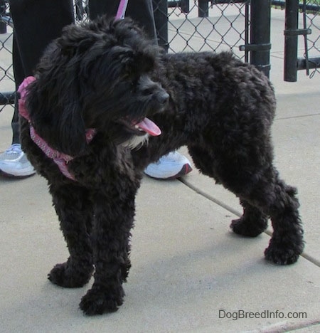 Milly the black Cockapoo is standing on a concrete path and looking at what is happening behind her. There is a person in black sweatpants standing next to Milly.